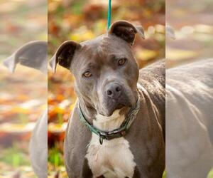 American Pit Bull Terrier Dogs for adoption in Johnson City, TN, USA