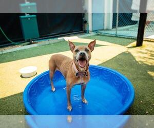 American Pit Bull Terrier Dogs for adoption in Orlando, FL, USA