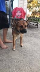 Akita-Unknown Mix Dogs for adoption in Toledo, OH, USA