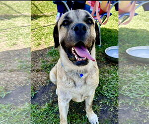Mastiff Dogs for adoption in Goodyear, AZ, USA
