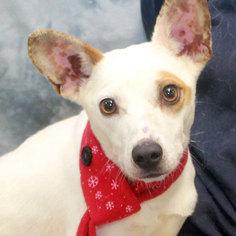 Jack-Rat Terrier Dogs for adoption in Garfield Heights, OH, USA