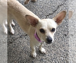 Chiweenie Dogs for adoption in Seattle, WA, USA