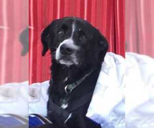 Borador Dogs for adoption in Elmsford, NY, USA