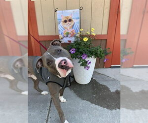 Mutt Dogs for adoption in Fairbanks, AK, USA