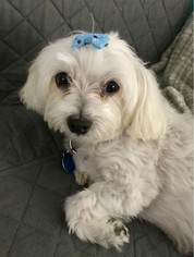 Maltipoo Dogs for adoption in Fort Lauderdale, FL, USA