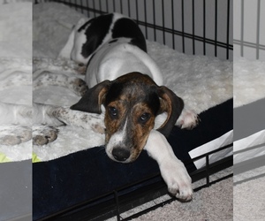 Medium Photo #1 Labrador Retriever-Unknown Mix Puppy For Sale in Herndon, VA, USA