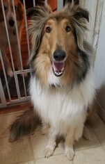 Collie Dogs for adoption in Rustburg, VA, USA