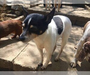 Rat Terrier Dogs for adoption in Mount Juliet, TN, USA