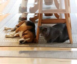 Beagle Dogs for adoption in Montello, WI, USA