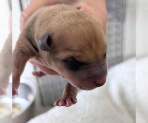 Labrador Retriever-Unknown Mix Dogs for adoption in Houston, TX, USA