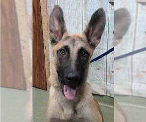 Mutt Dogs for adoption in Imlay City, MI, USA