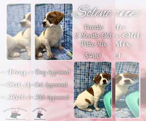Mutt Dogs for adoption in Jacksonville, NC, USA