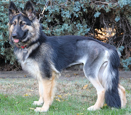 German Shepherd Dog Dogs for adoption in Healdsburg, CA, USA