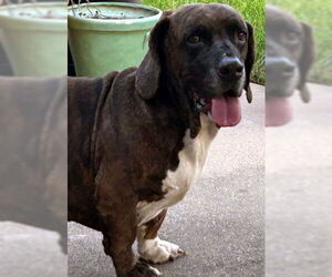 Basset Hound-Plott Hound Mix Dogs for adoption in Deepwater, NJ, USA