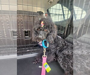 Poodle (Miniature) Dogs for adoption in Marine City, MI, USA