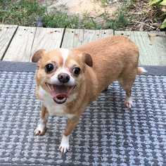 Chihuahua Dogs for adoption in Boonville, MO, USA