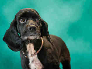 Cocker Spaniel Dogs for adoption in Norfolk, VA, USA