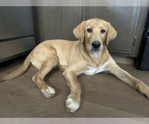 Labrador Retriever-Unknown Mix Dogs for adoption in Clovis, CA, USA