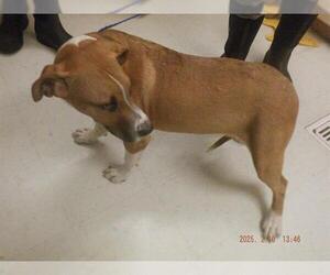Redbone Coonhound-Unknown Mix Dogs for adoption in Oroville, CA, USA