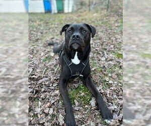 American Pit Bull Terrier-Unknown Mix Dogs for adoption in Candler, NC, USA