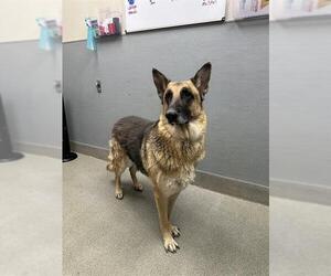 German Shepherd Dog-Unknown Mix Dogs for adoption in Las Vegas, NV, USA