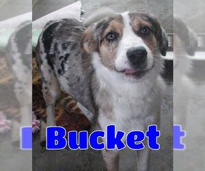 Australian Shepherd-Unknown Mix Dogs for adoption in Lawrenceburg, KY, USA