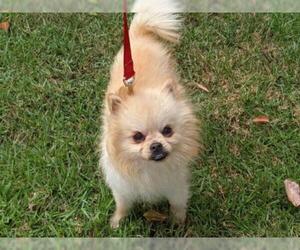 Pomeranian Dogs for adoption in San Clemente, CA, USA