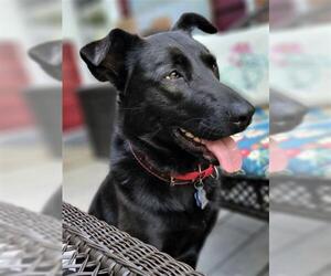 Labrador Retriever-Unknown Mix Dogs for adoption in Minneapolis, MN, USA