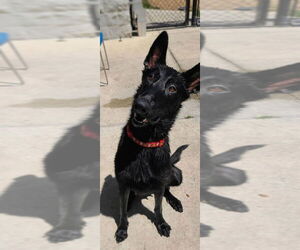 Mutt Dogs for adoption in Imlay City, MI, USA