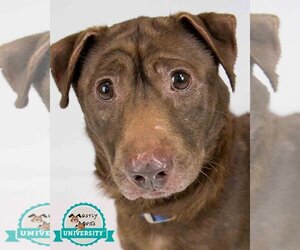 Labrador Retriever-Pembroke Welsh Corgi Mix Dogs for adoption in Kennesaw, GA, USA