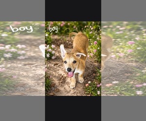 - Mix Dogs for adoption in Brooksville, FL, USA