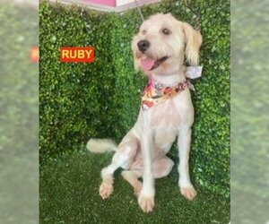 Mutt Dogs for adoption in Woodland Hills, CA, USA