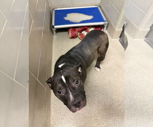 American Bulldog-Unknown Mix Dogs for adoption in Virginia Beach, VA, USA