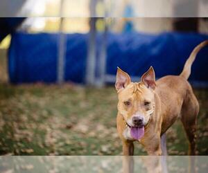 American Pit Bull Terrier Dogs for adoption in Orlando, FL, USA