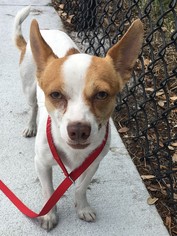 Medium Photo #1 Chihuahua-Unknown Mix Puppy For Sale in Sanford, FL, USA
