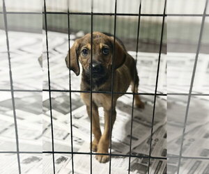 Mutt Dogs for adoption in SHERBURNE, NY, USA