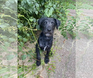 Labrador Retriever-Unknown Mix Dogs for adoption in Hillsboro, MO, USA