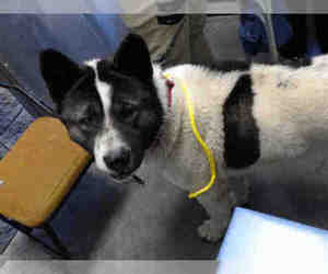 Akita Dogs for adoption in Tulsa, OK, USA