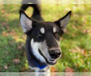 Alusky Dogs for adoption in Cookeville, TN, USA