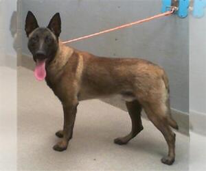 Mutt Dogs for adoption in Las Vegas, NV, USA
