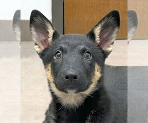 German Shepherd Dog-Unknown Mix Dogs for adoption in Hoffman Estates, IL, USA