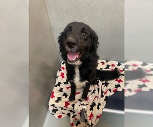 Border Collie-Great Pyrenees Mix Dogs for adoption in Lee's Summit, MO, USA