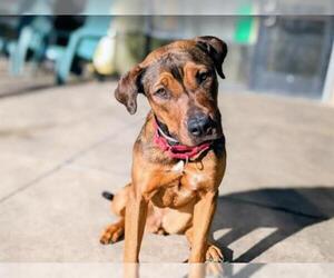 Redbone Coonhound Dogs for adoption in Denver, CO, USA
