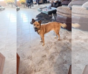 Carolina Dog-Unknown Mix Dogs for adoption in Stover, MO, USA