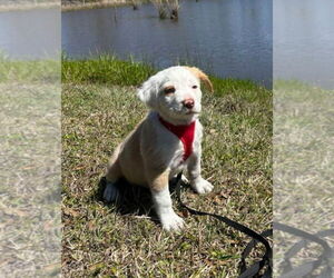 Labrador Retriever-Unknown Mix Dogs for adoption in Tarrytown, GA, USA