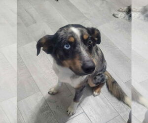 Mutt Dogs for adoption in Dallas, TX, USA