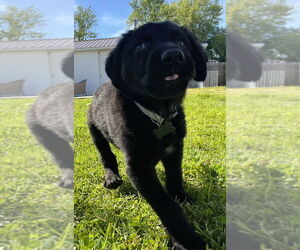 Mutt Dogs for adoption in Aurora, IN, USA