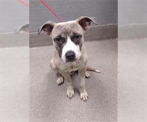American Pit Bull Terrier-Unknown Mix Dogs for adoption in Las Vegas, NV, USA