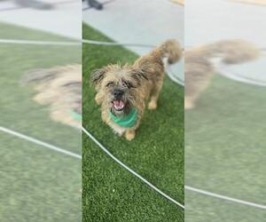 Border Terrier-Unknown Mix Dogs for adoption in Baytown, TX, USA