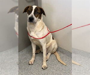 Mutt Dogs for adoption in Pasadena, TX, USA